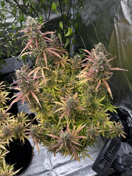 Orange Sherbet Auto FBs. Week 12 - Plant 1 top view on day 84