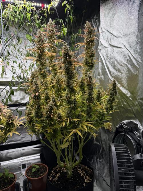 Orange Sherbet Auto FBs. Week 12 - Plant 1 side view on day 84