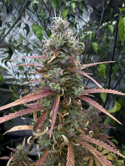 Orange Sherbet Auto FBs. Week 12 - Plant 1 bud view on day 84