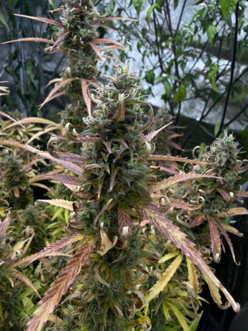 Orange Sherbet Auto FBs. Week 12 - Plant 1 bud view on day 84