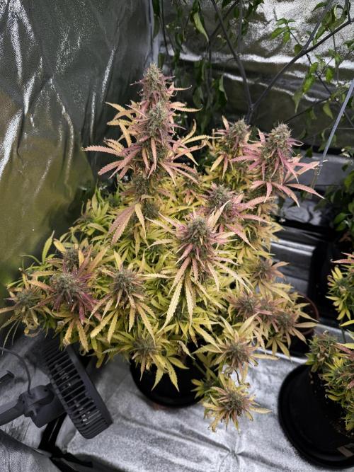 Orange Sherbet Auto FBs. Week 12 - Plant 2 top view on day 84