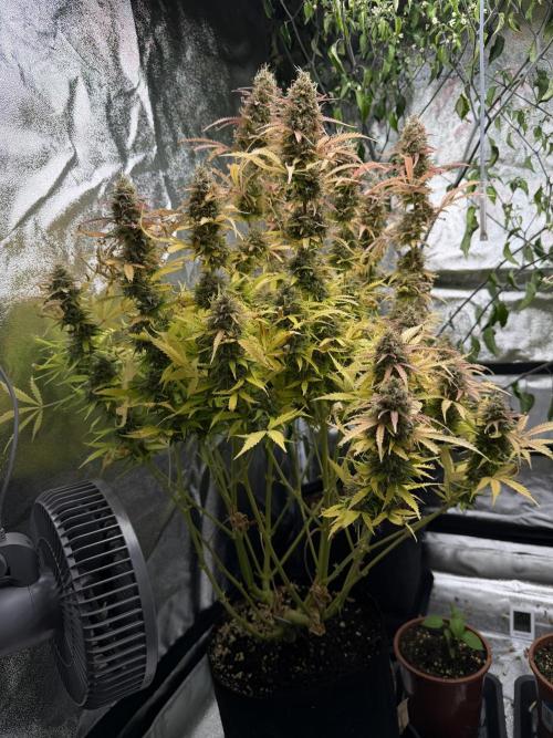 Orange Sherbet Auto FBs. Week 12 - Plant 2 side view on day 84