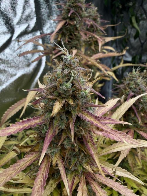 Orange Sherbet Auto FBs. Week 12 - Plant 2 bud view on day 84