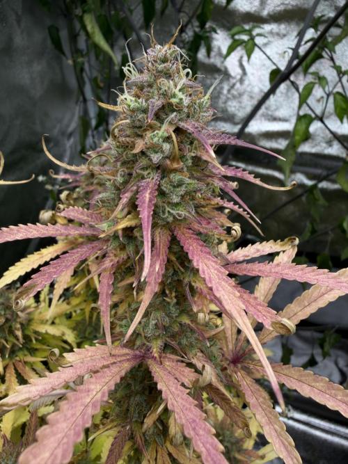 Orange Sherbet Auto FBs. Week 12 - Plant 2 bud view on day 84