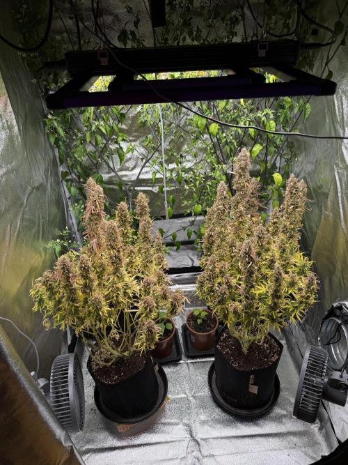 Orange Sherbet Auto FBs. Week 13 - Day 91
Before partial harvest