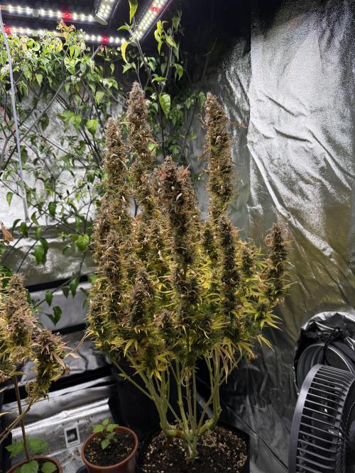 Orange Sherbet Auto FBs. Week 13 - Plant 1 before partial harvest on Day 91