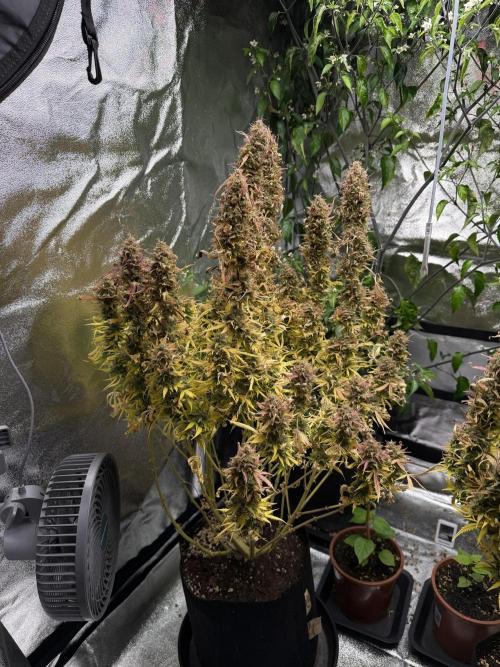 Orange Sherbet Auto FBs. Week 13 - Plant 2 before partial harvest on Day 91