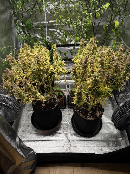 Orange Sherbet Auto FBs. Week 13 - Day 91 
After partial harvest