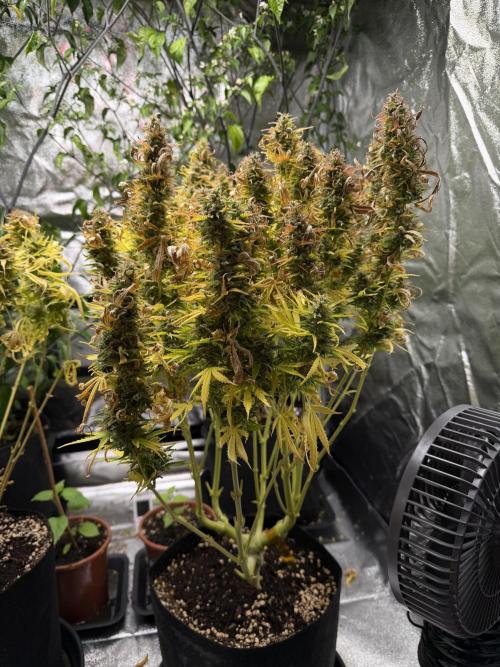 Orange Sherbet Auto FBs. Week 13 - Plant 1 side view after partial harvest on Day 91 