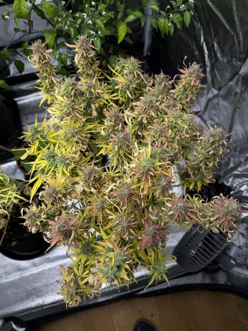 Orange Sherbet Auto FBs. Week 13 - Plant 1 top view after partial harvest on Day 91 