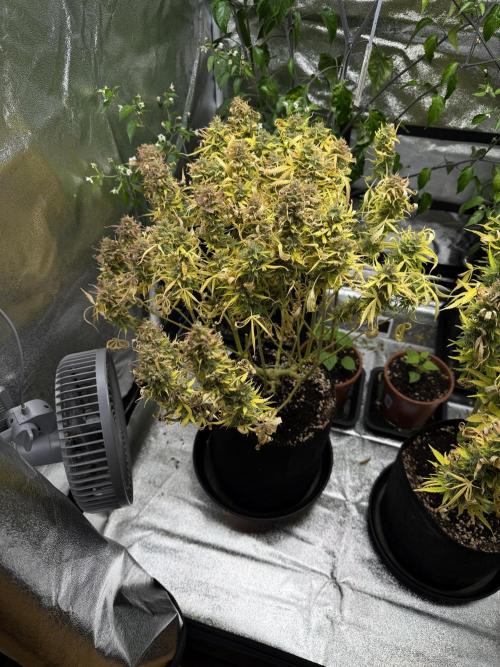 Orange Sherbet Auto FBs. Week 13