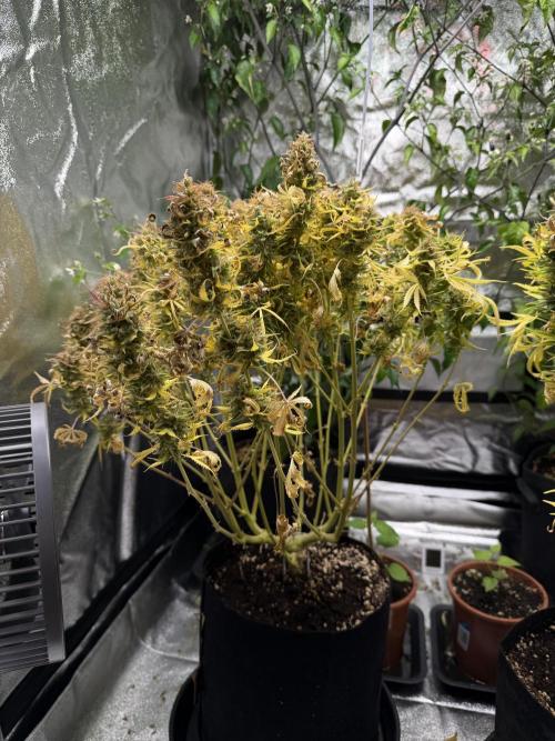 Orange Sherbet Auto FBs. Week 13 - Plant 2 side view after partial harvest on Day 91 