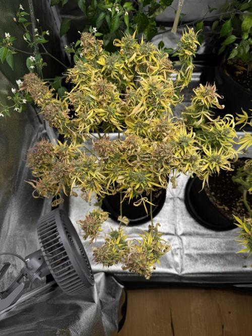 Orange Sherbet Auto FBs. Week 13 - Plant 2 top view after partial harvest on Day 91 