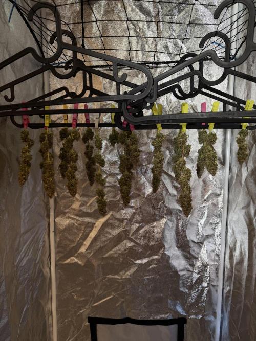 Orange Sherbet Auto FBs. Week 13 - Wet trimmed buds ready for drying