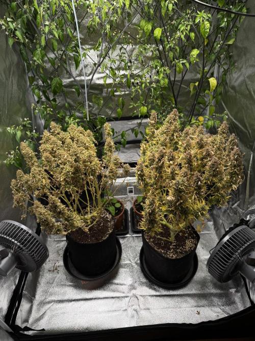 Orange Sherbet Auto FBs. Week 14 - Plant #1 right side
Plant #2 left side
Day 95