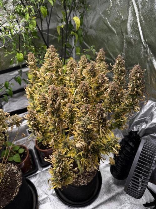 Orange Sherbet Auto FBs. Week 14 - Plant #1 overview on Day 95