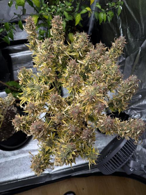 Orange Sherbet Auto FBs. Week 14 - Plant #1 top view on Day 95