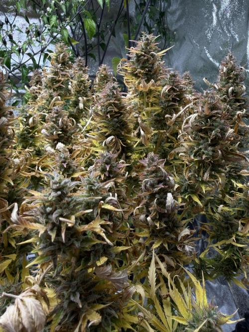 Orange Sherbet Auto FBs. Week 14 - Plant #1 bud view on Day 95