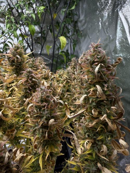 Orange Sherbet Auto FBs. Week 14 - Plant #1 bud view on Day 95