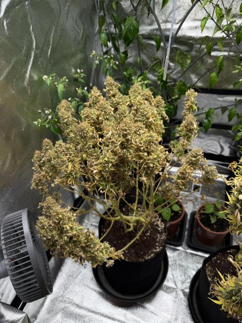 Orange Sherbet Auto FBs. Week 14 - Plant #2 overview on Day 95