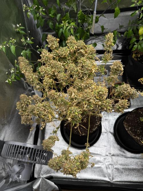 Orange Sherbet Auto FBs. Week 14 - Plant #2 top view on Day 95