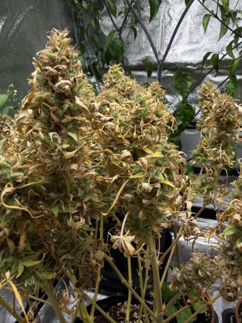 Orange Sherbet Auto FBs. Week 14 - Plant #2 bud view on Day 95