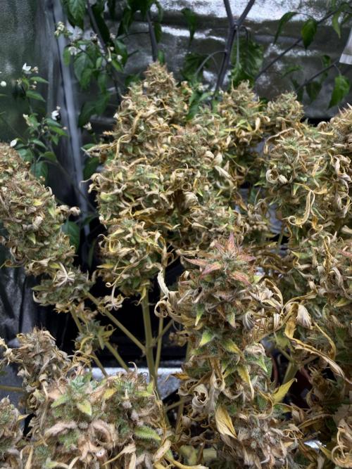 Orange Sherbet Auto FBs. Week 14 - Plant #2 bud view on Day 95