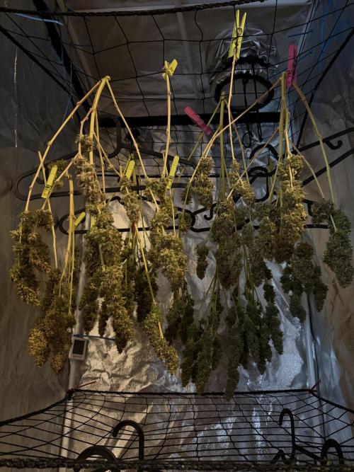 Orange Sherbet Auto FBs. Week 14 - Final harvest on Day 96