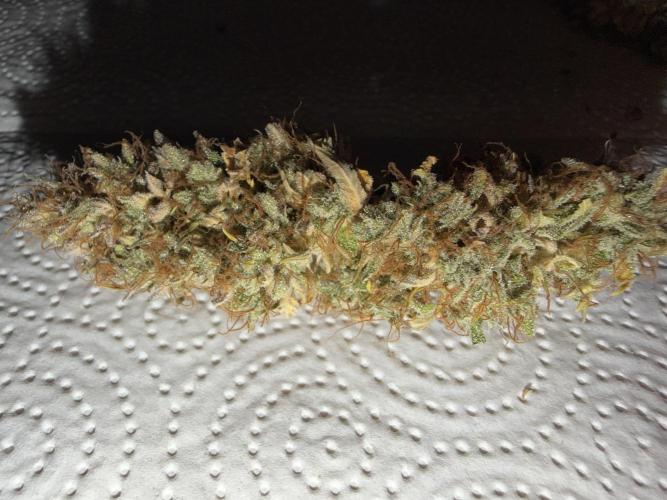 Orange Sherbet Auto FBs. Week 14 - Dried main bud