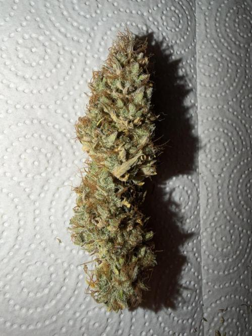 Orange Sherbet Auto FBs. Week 14 - Dried main bud