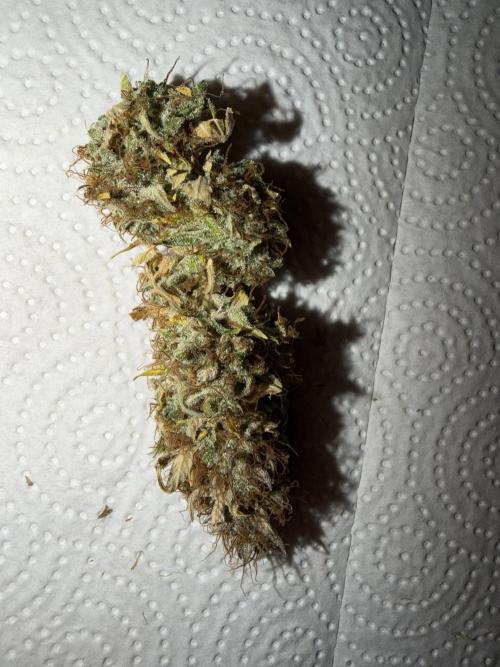 Orange Sherbet Auto FBs. Week 14 - Dried main bud