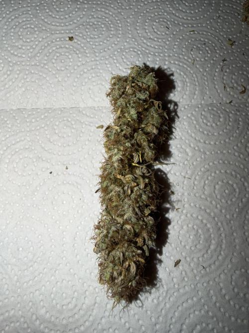 Orange Sherbet Auto FBs. Week 14 - Dried main bud