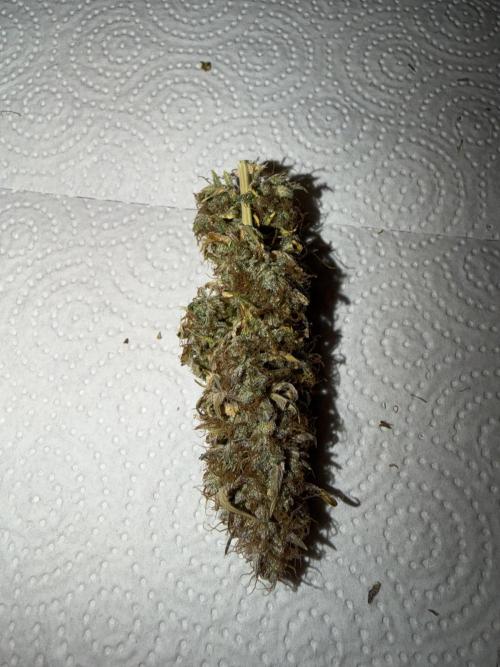 Orange Sherbet Auto FBs. Week 14 - Dried main bud