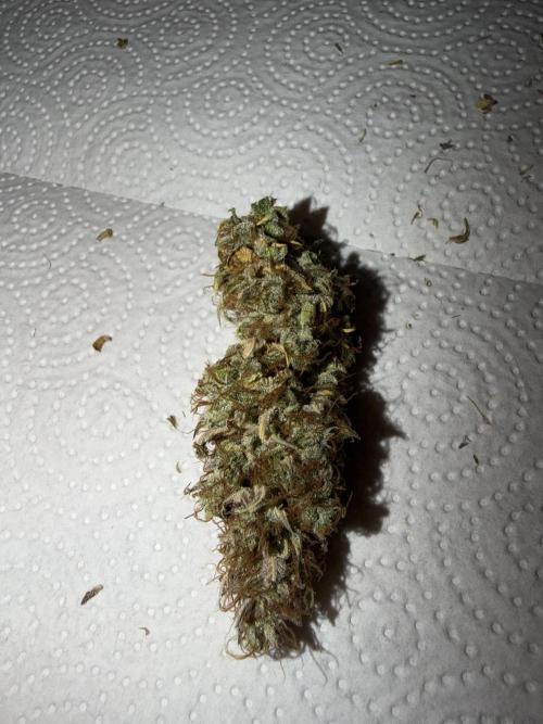 Orange Sherbet Auto FBs. Week 14 - Dried main bud