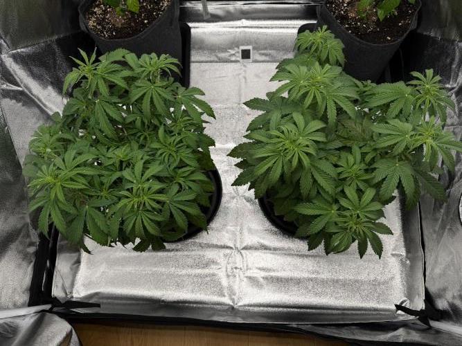 Orange Sherbet Auto FBs. Week 5 - Plant 1 on right side
Plant 2 on left side