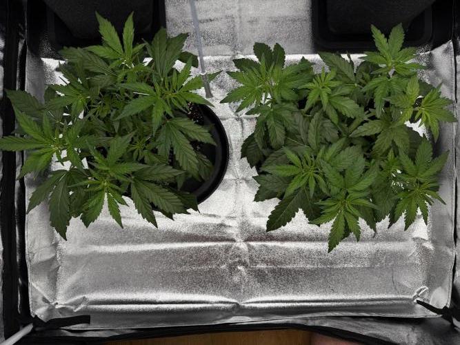 Orange Sherbet Auto FBs. Week 4 - Plant 1 right side
Plant 2 left side
Day 28