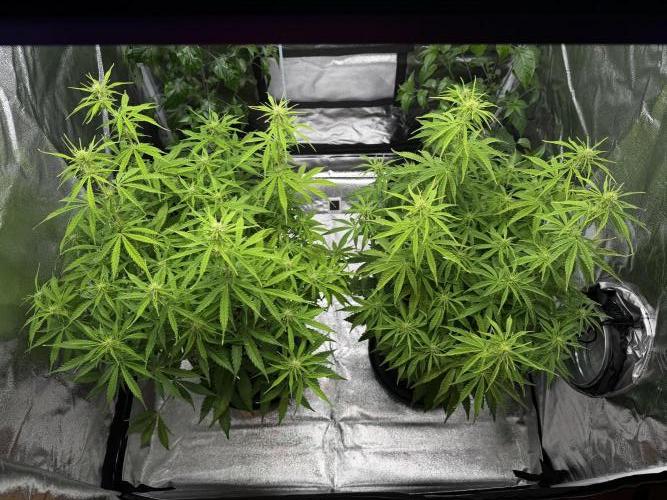 Orange Sherbet Auto FBs. Week 7 - Day 49
Plant 1 right 
Plant 2 left