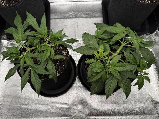 Orange Sherbet Auto FBs. Week 4 - Plant 1 right side
Plant 2 left side
