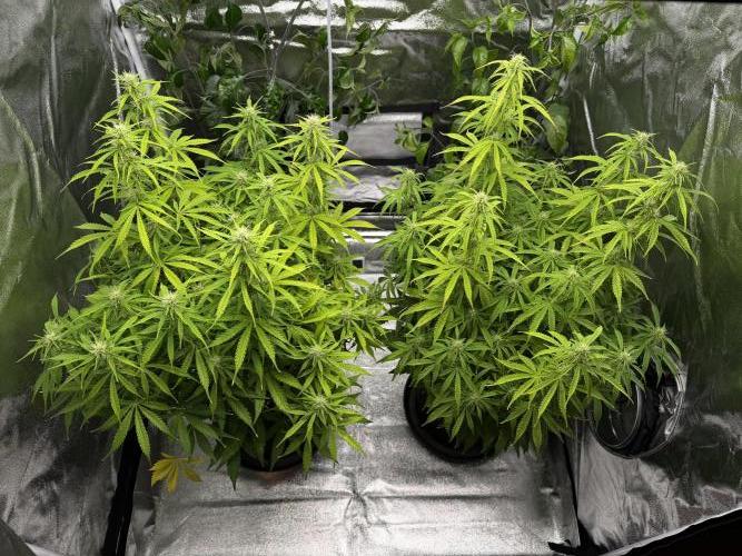 Orange Sherbet Auto FBs. Week 8 - Day 56
Plant 1 right
Plant 2 left