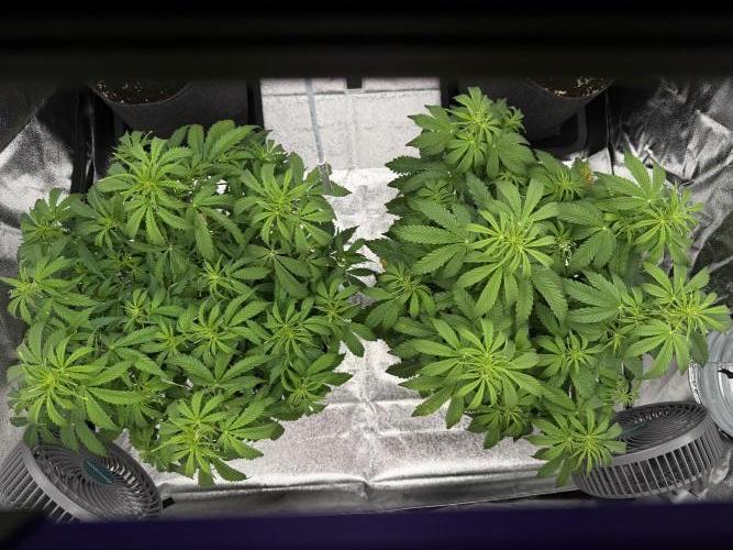 Orange Sherbet Auto FBs. Week 6 - Day 39
Plant 1 right
Plant 2 left