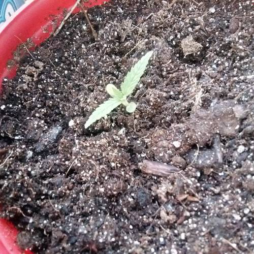 Pineapple Chunk. Week 1 - Pretty sure this guy here is an aurora indica, had the seeds mixed up. 