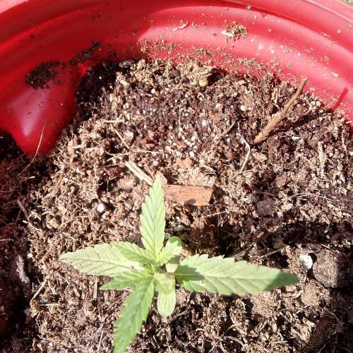 Pineapple Chunk. Week 1 - Definitely the aurora indica and she's doing good too. 