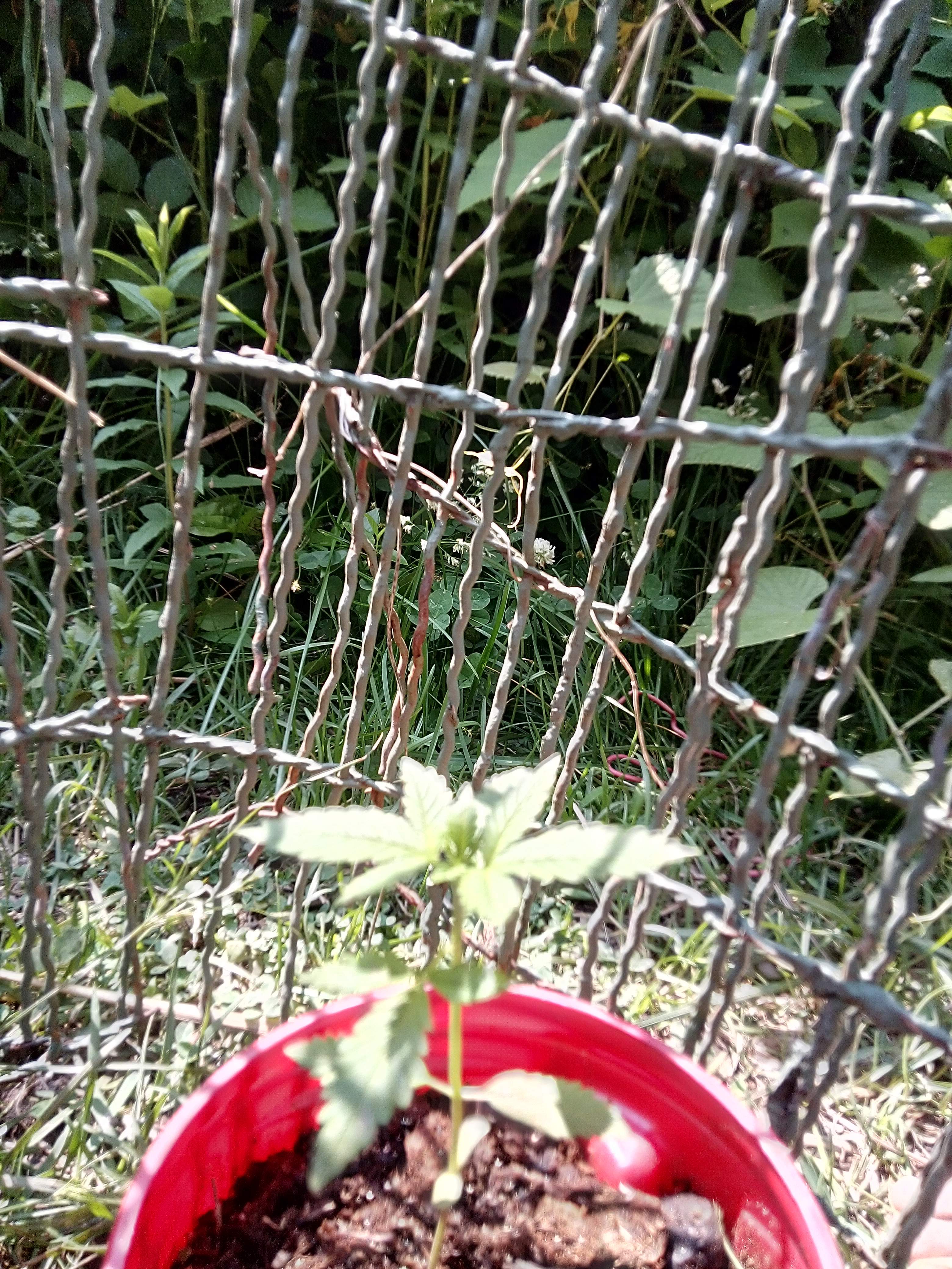 Barney's Farm Pineapple Chunk grow diary (journal) week2 by