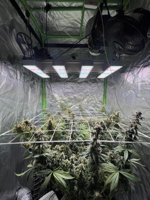 Zkittlez/ Feminized/ photoperiod. Week 14