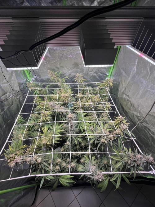 Zkittlez/ Feminized/ photoperiod. Week 14