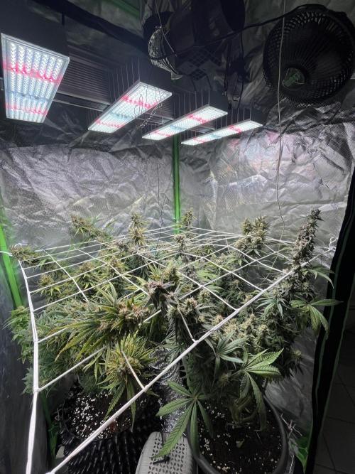 Zkittlez/ Feminized/ photoperiod. Week 14