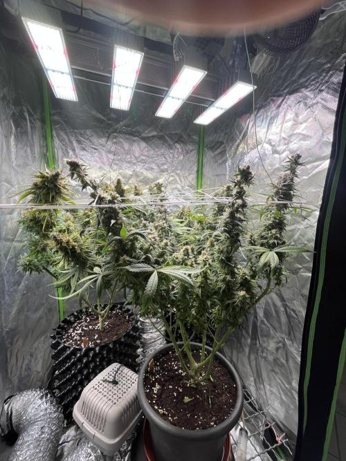 Zkittlez/ Feminized/ photoperiod. Week 14