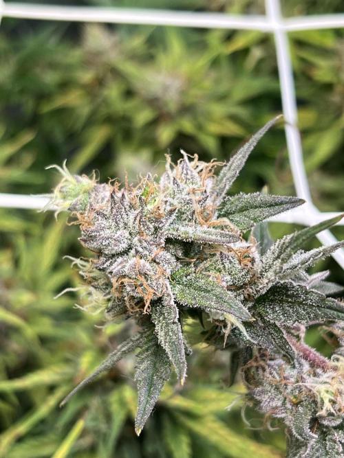 Zkittlez/ Feminized/ photoperiod. Week 14