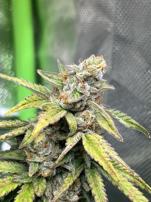 Zkittlez/ Feminized/ photoperiod. Week 14