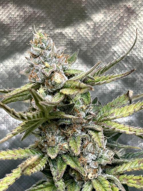 Zkittlez/ Feminized/ photoperiod. Week 14